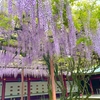 2023年！笠間稲荷神社の八重の藤と大藤の現在の開花状況は？見ごろはいつ？【茨城】