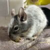 しろごまあん1014日目