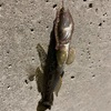 釣りにおいて金鉱脈を見つけたということ
