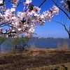 桜の木場潟公園