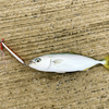 【釣行・青物】漁港での釣行 2022.06.20