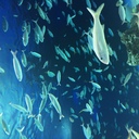 水際