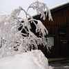 冬の終わりを告げる雪