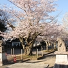 三光院の桜・・