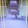 電車に乗った猫