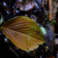 Homalomena anthurioides ホマロメナ　アンスリオイデス Homalomena anthurioides from Padang sidempuan 【AZ0525-6