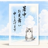 暑中見舞いのハガキになった猫