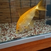 エサが少なくて省エネしてた金魚