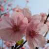 花さそふ月の嵐となりにけり