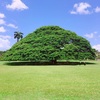 🌐《The Hitachi Tree》Honolulu, Hawaii