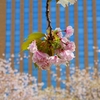 八重桜「桜並木」（２０２３年未ＵＰ編）