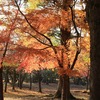 奈良公園の紅葉　２００８