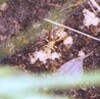 H22.06.15　ｷｲﾛｱｼﾅｶﾞﾊﾞﾁ