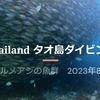 2023年タイ旅行 その4 タオ島編(ダイビング他、そしてYouTubeデビュー)