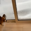 大雪ひどすぎる。。