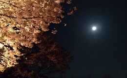 記事を見る