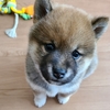 幸せとは。