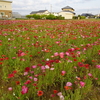 神原町花の会(花美原会)(４８８)     今日も神原町のポピー畑は最高の見頃であった!