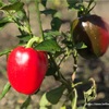 ［家庭菜園2019］待った甲斐あり！パプリカの初収穫〜