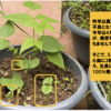 夏野菜　つるなしインゲン05【3度目の種まき】