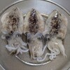 ハリイカ新子・オコゼ・〆鯖　など