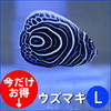 ウズマキ Lサイズ 10-12cm±! 海水魚 ヤッコ 餌付け!15時までのご注文で当日発送【ヤッコ】