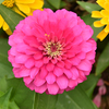 ひまわりの代わりにこの花？