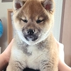 光陰矢の如し