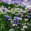 東村山の北山公園の花菖蒲2015、見頃や開花情報。