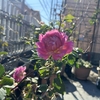 【ガーデニング】【家庭菜園】ベビーほうれん草の芽は出てきたけど生長しているようには見えない・・・