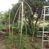 葡萄の屋根を二つ追加作成　making two roofs for each of the grape more 