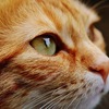 飼い主が気をつけたい猫の下部尿路疾患（FLUTD）に関わる行動変化