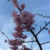 早桜