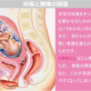 妊娠後期のマイナートラブル〜食欲低下と腰痛(妊娠27週～28週)〜