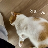 愛猫に囲まれながらチェンソーマン。
