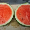 自家栽培の大玉スイカを食す