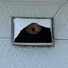 ✅釧路町でスズメバチ駆除！換気口の巣もプロが完全撤去