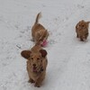 犬達の大はしゃぎ