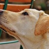 愛犬がアヒルの鳴き声みたいな咳をするのは気管虚脱？動物病院の薬をネットで調達。