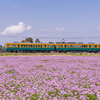 蜂蜜用レンゲ畑と地鉄電車