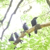 オナガとカラス：公園の生き物たち