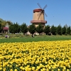 花追い旅：チューリップ畑 ③（島根県安来市伯太町）