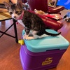 子猫中心になってきた我が家の生活。