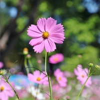 大阪公立大学附属植物園を訪問ー２！・・・コスモス　ナンバンギセル