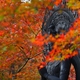 今年は撮りに行きたい「能登平等寺」十三仏と紅葉