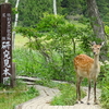 尾瀬ヶ原に現れた鹿