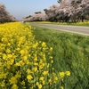 【大潟村】桜と菜の花まつりに行ってきました♪