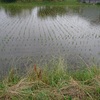 梅雨だな。