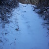 雪の金時山