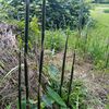 ３週間放置した畑の片隅から、細い竹がニョキニョキと出てきていた